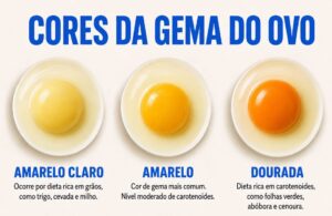 A Cor da Gema do Ovo Revela Algo Sobre a Saúde? Descubra a Verdade