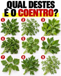 Teste visual: você consegue encontrar o coentro entre 9 opções? Observe bem antes de responder