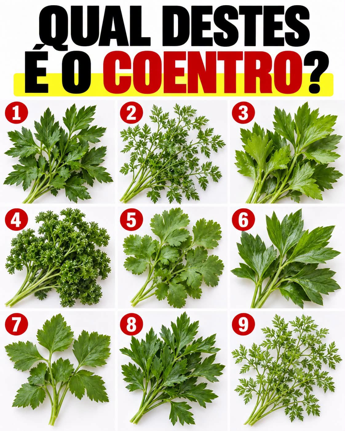Teste visual: você consegue encontrar o coentro entre 9 opções? Observe bem antes de responder