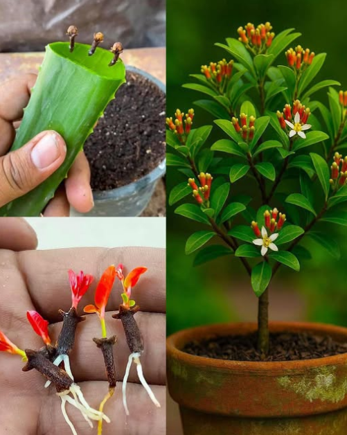 Como Plantar Cravo-da-Índia em Casa: Passo a Passo Simples